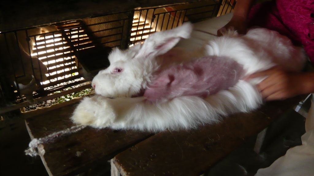 Angora rabbit fur plucking 2