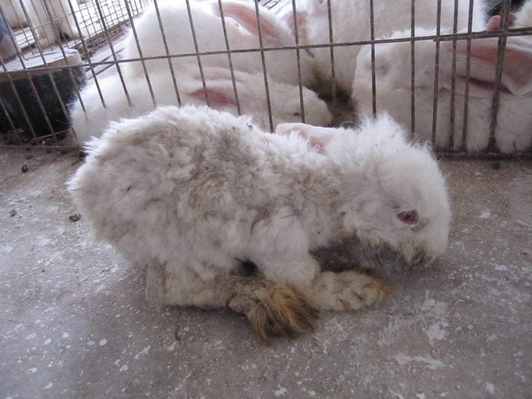 Angora Farm Audits Reveal Extreme Suffering for Rabbits