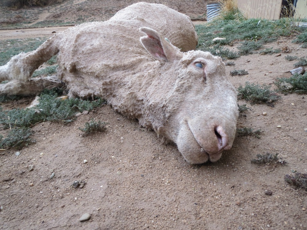 Help Animals Used for Winter Gloves in 60 Seconds