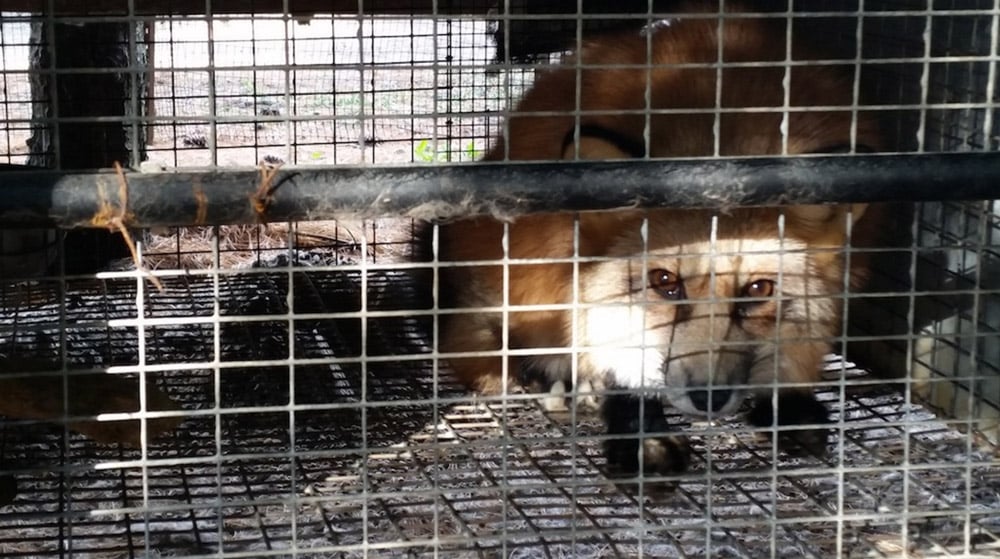 Fur Farm Cruelty Minks And Foxes Gassed En Masse