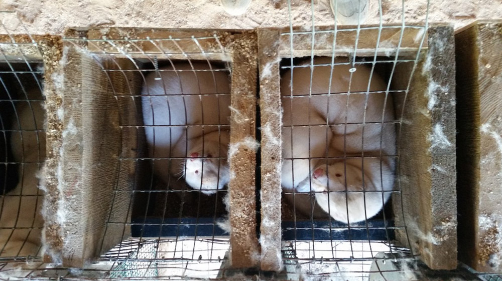 Fur Farm Cruelty Minks And Foxes Gassed En Masse