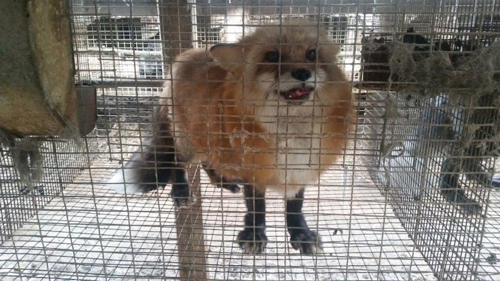 The cruel reality of fox fur farming 