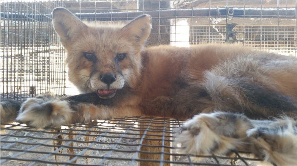 The cruel reality of fox fur farming 