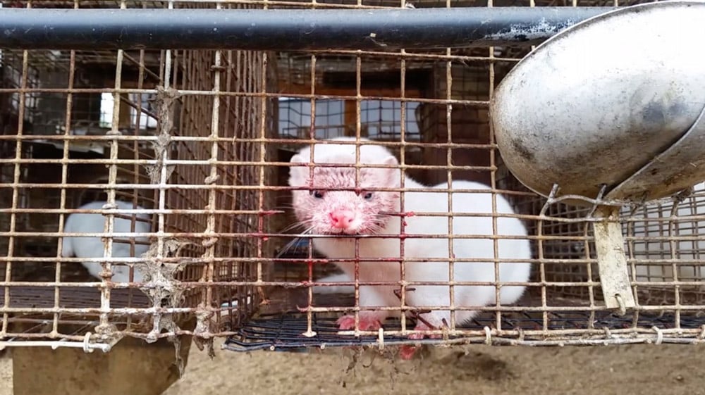 https://headlines.peta.org/wp-content/uploads/sites/45/2013/12/Mink.jpg